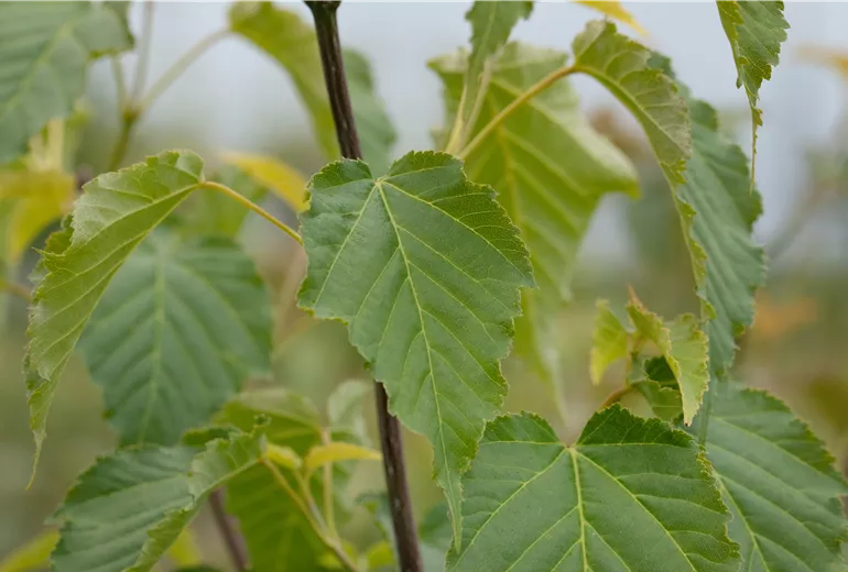 Acer davidii Acer davidii