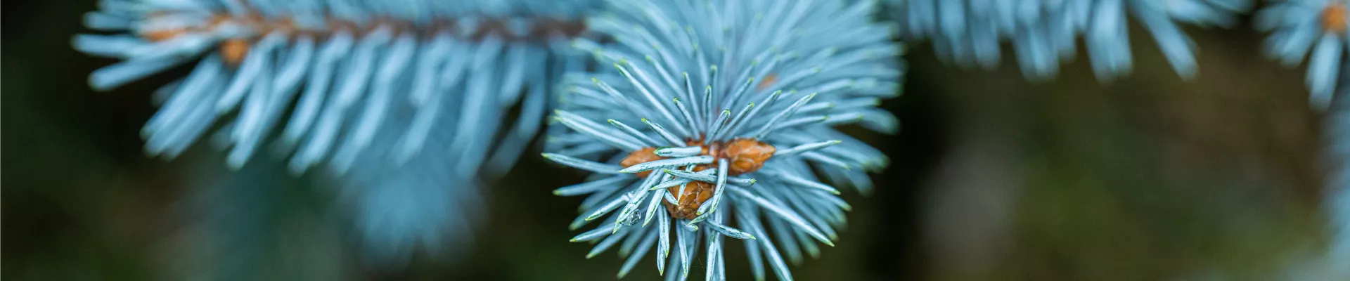 Picea pungens 'Bittersdorfer Zwerg' Picea pungens 'Bittersdorfer Zwerg'