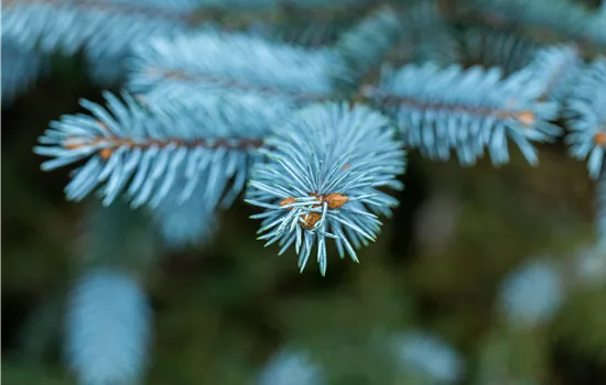 Gartengestaltung mit Nadelgehölzen – Ein immergrüner Garten Gartengestaltung mit Nadelgehölzen – Ein immergrüner Garten