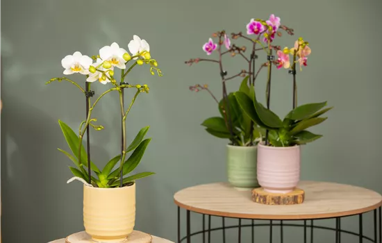 Orchideen pflanzen und Exotik geniessen Orchideen pflanzen und Exotik geniessen