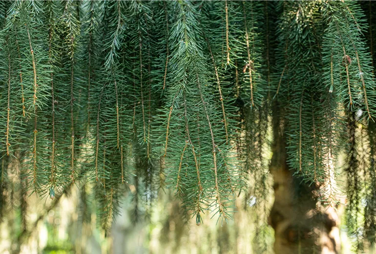 Picea breweriana Picea breweriana