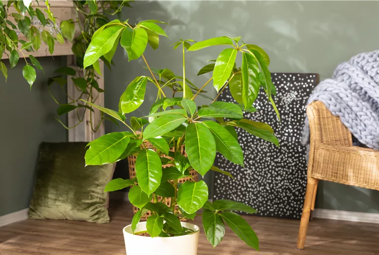 Schefflera arboricola 'Amate' Schefflera arboricola 'Amate'