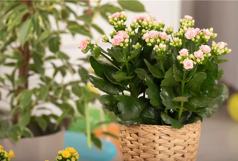 Kalanchoe blossfeldiana, rosa Kalanchoe blossfeldiana, rosa