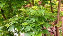 -6m/Blatt grün/Rinde rot/feuil.vert