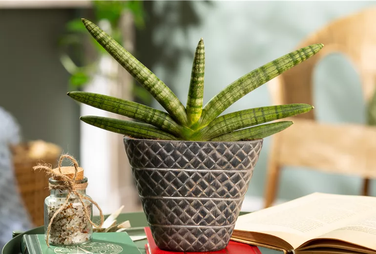 Sansevieria cylindrica 'Skyline' Sansevieria cylindrica 'Skyline'
