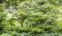 Érable palmé 'Osakazuki'