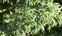 Fächerahorn 'Shishigashira'