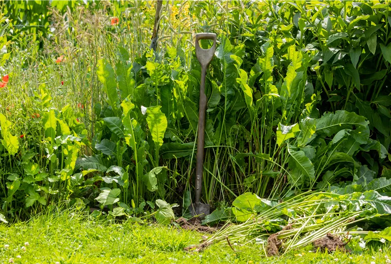 Armoracia rusticana Armoracia rusticana