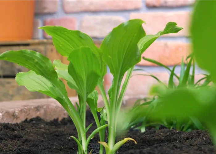 Funkie - Einpflanzen im Garten Funkie - Einpflanzen im Garten