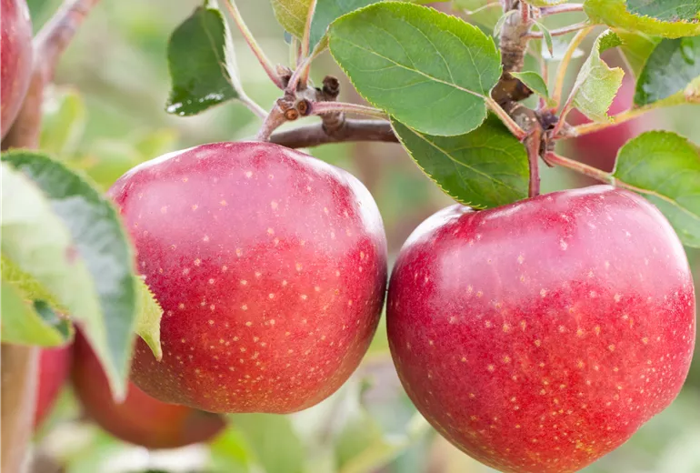 Malus domestica 'Jonagold' Malus domestica 'Jonagold'