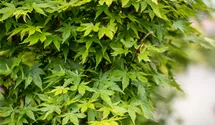 -6m/Blatt grün/Rinde rot/feuil.vert