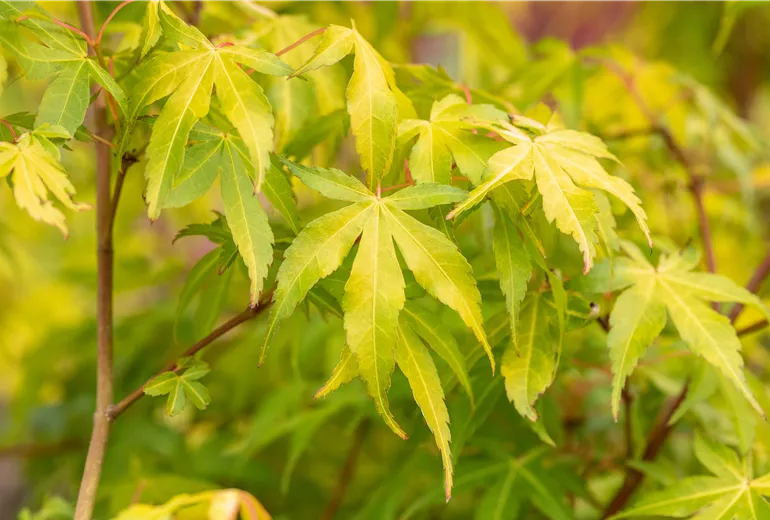 Acer palmatum 'Katsura'