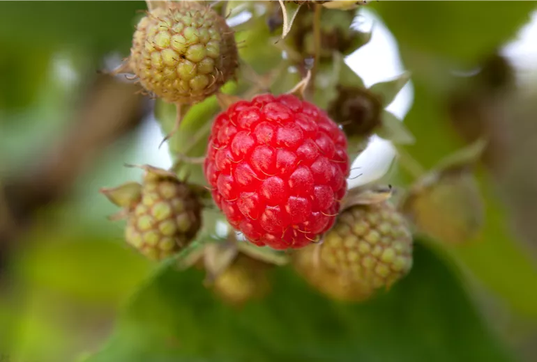 Rubus idaeus Rubus idaeus