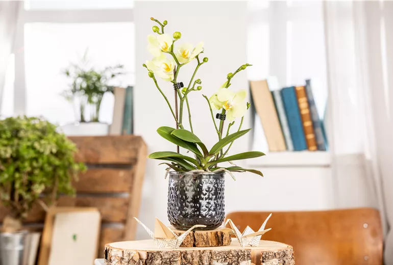 Phalaenopsis multiflora, gelb