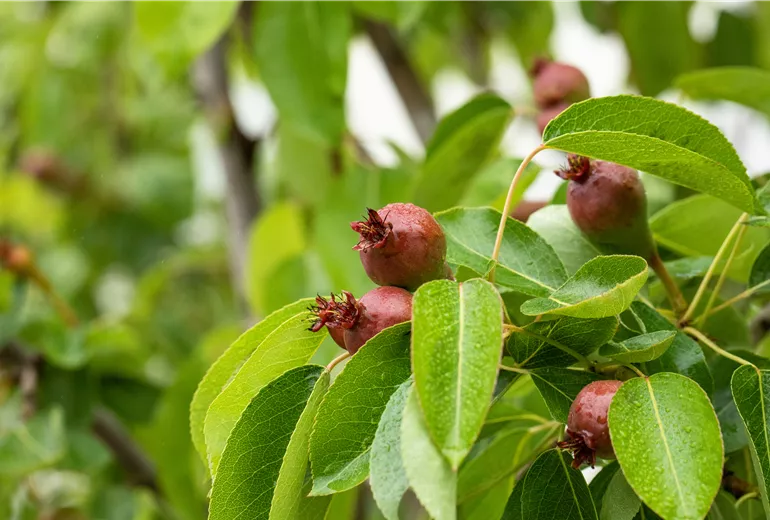 Birne - Fruchtbildung Birne - Fruchtbildung