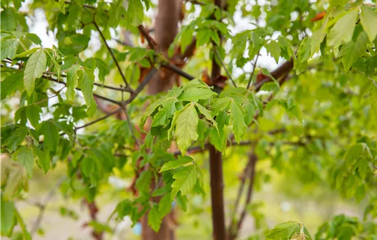 Laubgehölze kaufen und den Garten zum Leuchten bringen Laubgehölze kaufen und den Garten zum Leuchten bringen