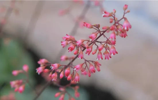 Echtes Purpurglöckchen (Heuchera)- Einpflanzen im Garten Echtes Purpurglöckchen (Heuchera)- Einpflanzen im Garten