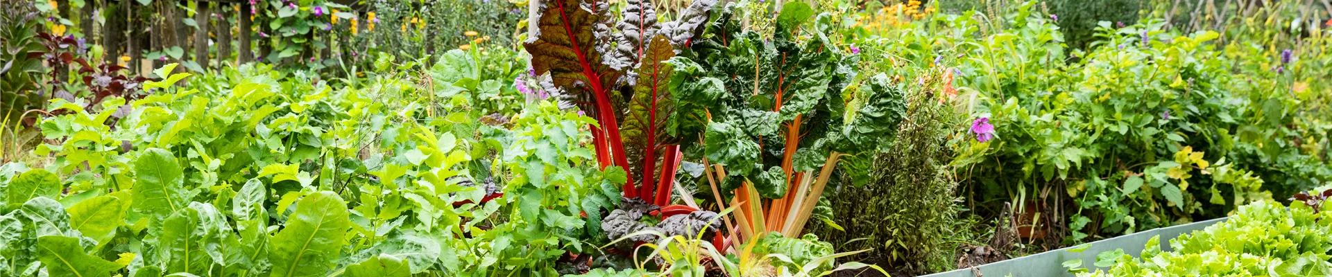 Gemüsegarten Gemüsegarten