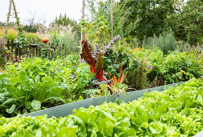 Gemüsegarten  Gemüsegarten