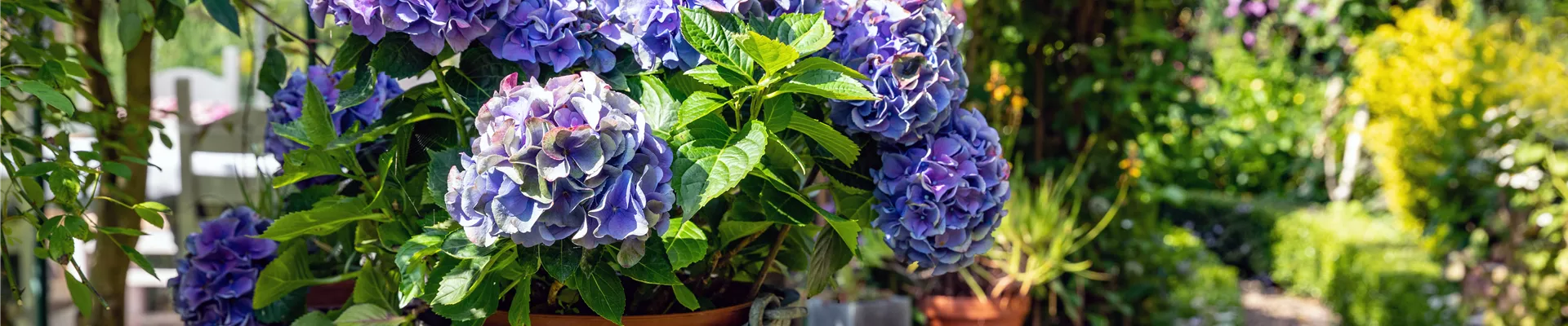 Hortensie im Pflanzkübel Hortensie im Pflanzkübel