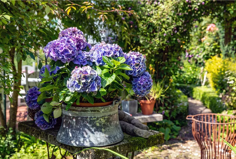 Hortensie im Pflanzkübel  Hortensie im Pflanzkübel