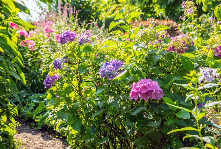 Hydrangea macrophylla Hydrangea macrophylla