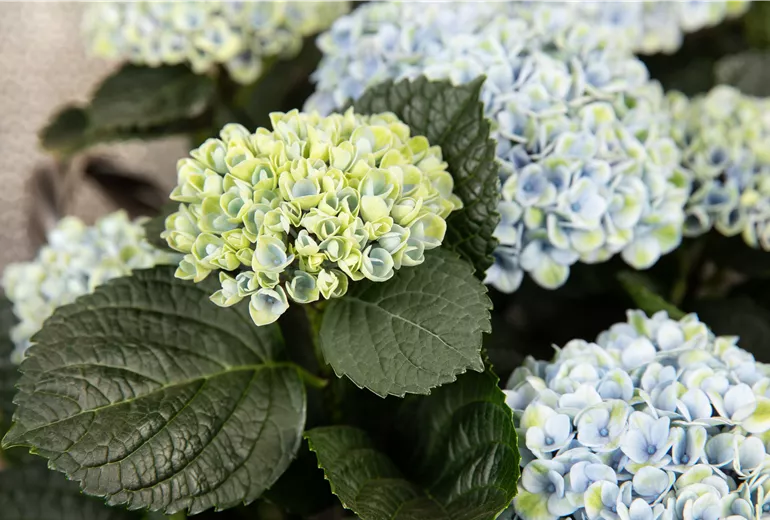 Hydrangea macrophylla 'Magical Revolution'®, blau Hydrangea macrophylla 'Magical Revolution'®, blau
