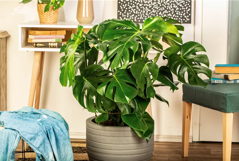 Monstera deliciosa Monstera deliciosa