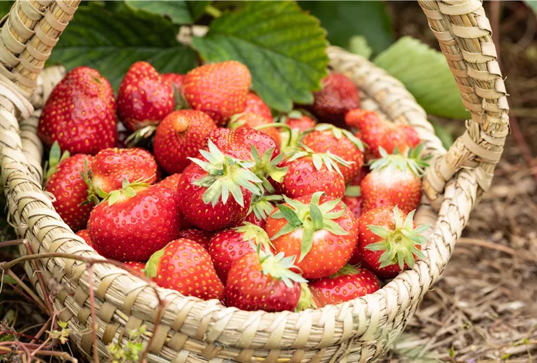 Fragaria x ananassa 'Malwina' Fragaria x ananassa 'Malwina'