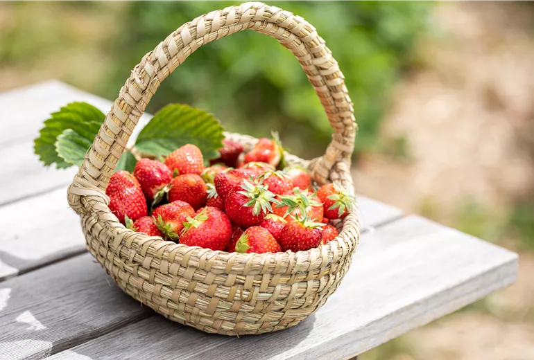 Fragaria x ananassa 'Malwina' Fragaria x ananassa 'Malwina'