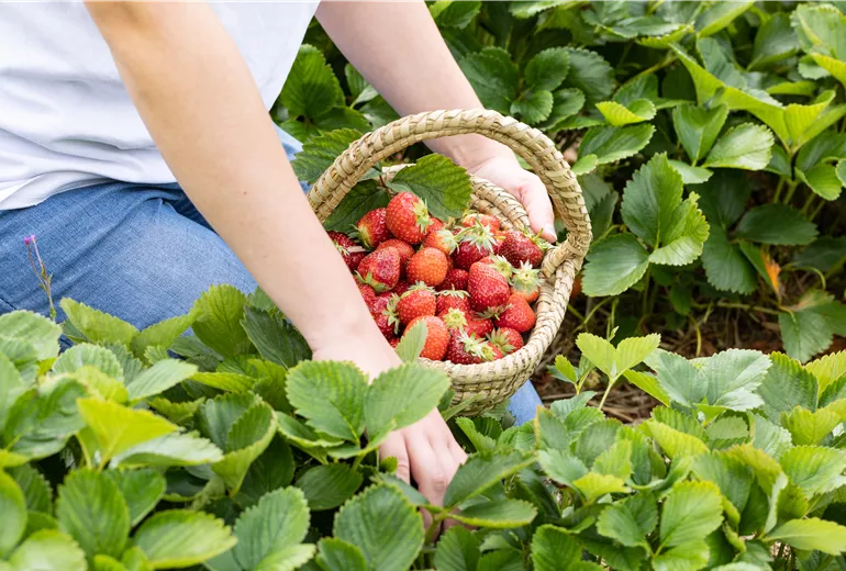 Fragaria x ananassa 'Malwina' Fragaria x ananassa 'Malwina'