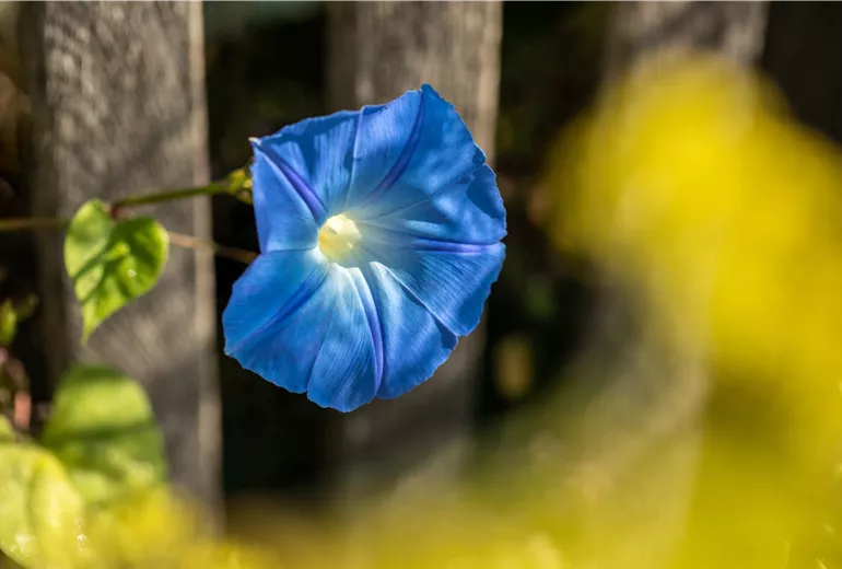 Ipomoea tricolor, blau Ipomoea tricolor, blau