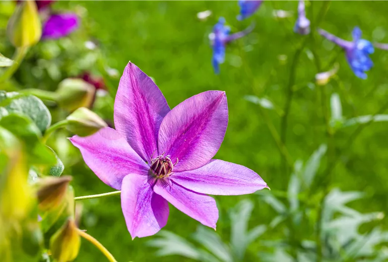 Clematis, rot Clematis, rot