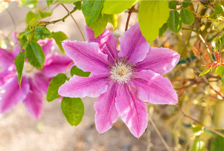 Clematis 'Dr. Ruppel' Clematis 'Dr. Ruppel'