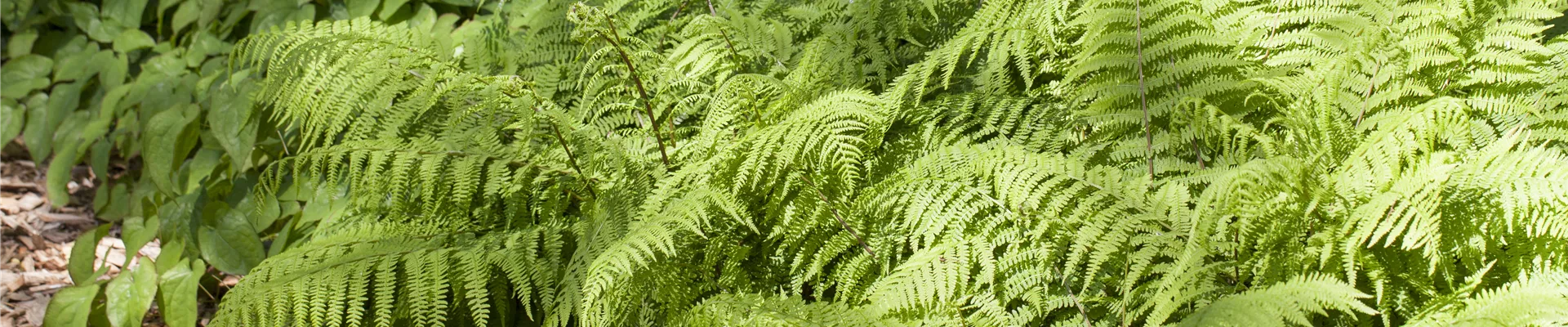 Osmunda Osmunda