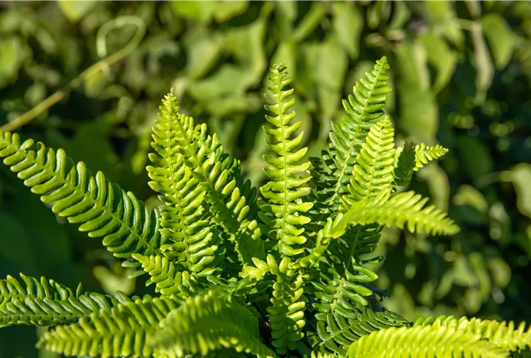Blechnum spicant Blechnum spicant