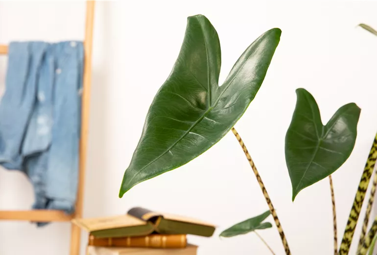 Alocasia zebrina Alocasia zebrina