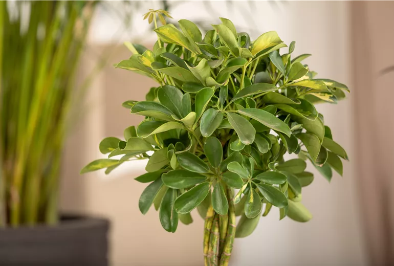 Schefflera arboricola 'Gold Capella' Schefflera arboricola 'Gold Capella'