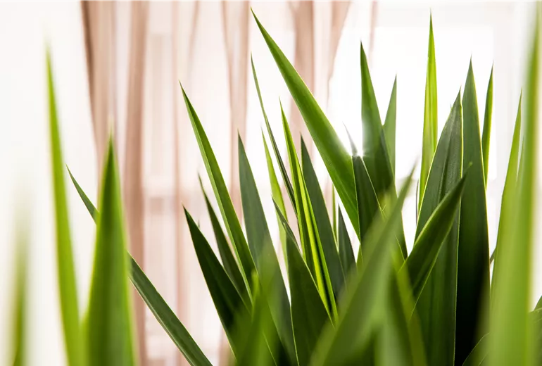 Yucca elephantipes Yucca elephantipes