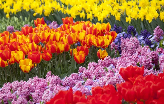Blumenzwiebeln als Highlight bei der Gartengestaltung Blumenzwiebeln als Highlight bei der Gartengestaltung