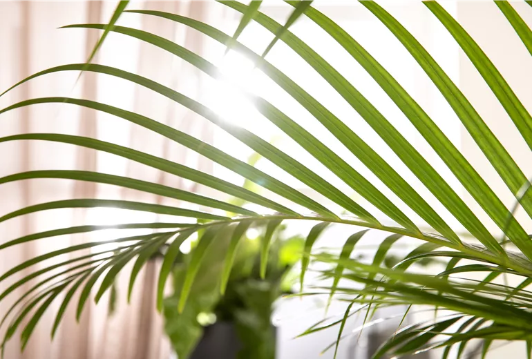 Chrysalidocarpus lutescens Chrysalidocarpus lutescens