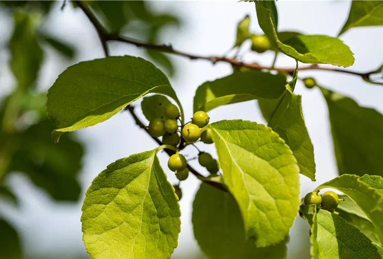 Celastrus orbiculatus Celastrus orbiculatus