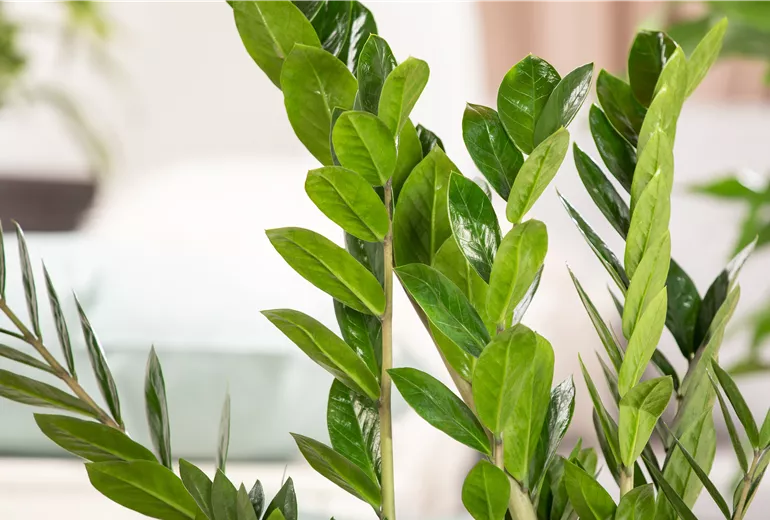 Zamioculcas zamiifolia Zamioculcas zamiifolia