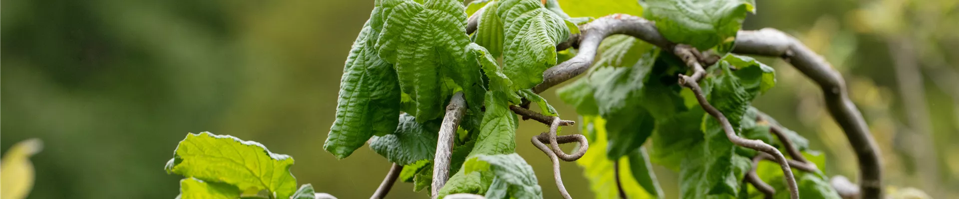 Corylus avellana 'Contorta' Corylus avellana 'Contorta'