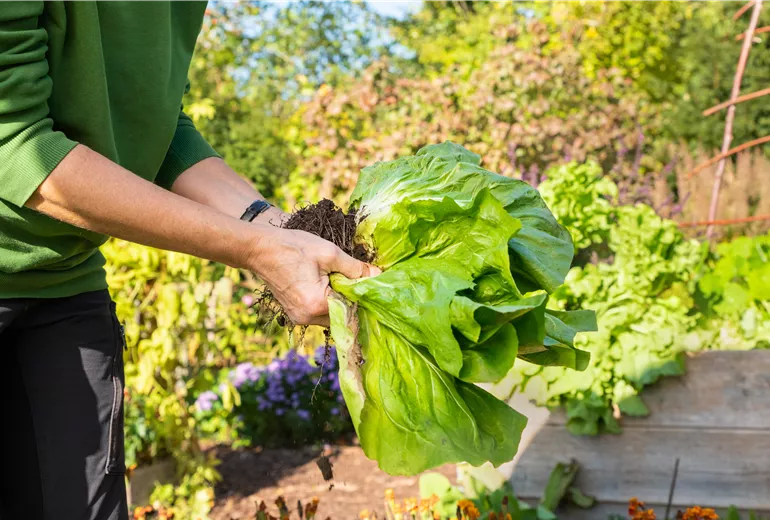 Gemüseernte - verdorbene Blätter vom Salat abtrennen Gemüseernte - verdorbene Blätter vom Salat abtrennen