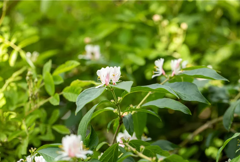Lonicera maackii Lonicera maackii
