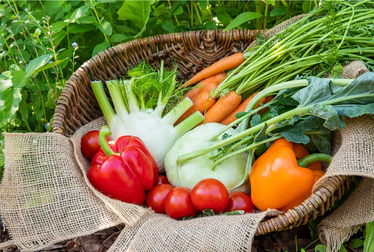 Gemüse im Korb Gemüse im Korb