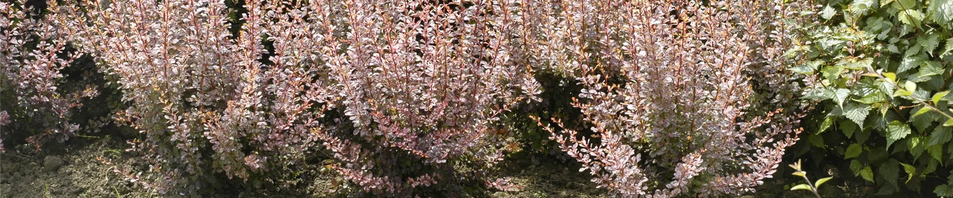 Berberis Berberis