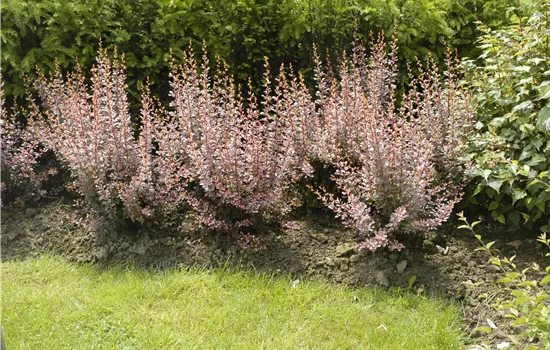 Berberitzen bereichern den Garten in jeder Hinsicht Berberitzen bereichern den Garten in jeder Hinsicht