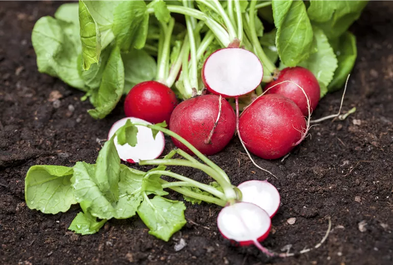 Raphanus sativus var. sativus Raphanus sativus var. sativus